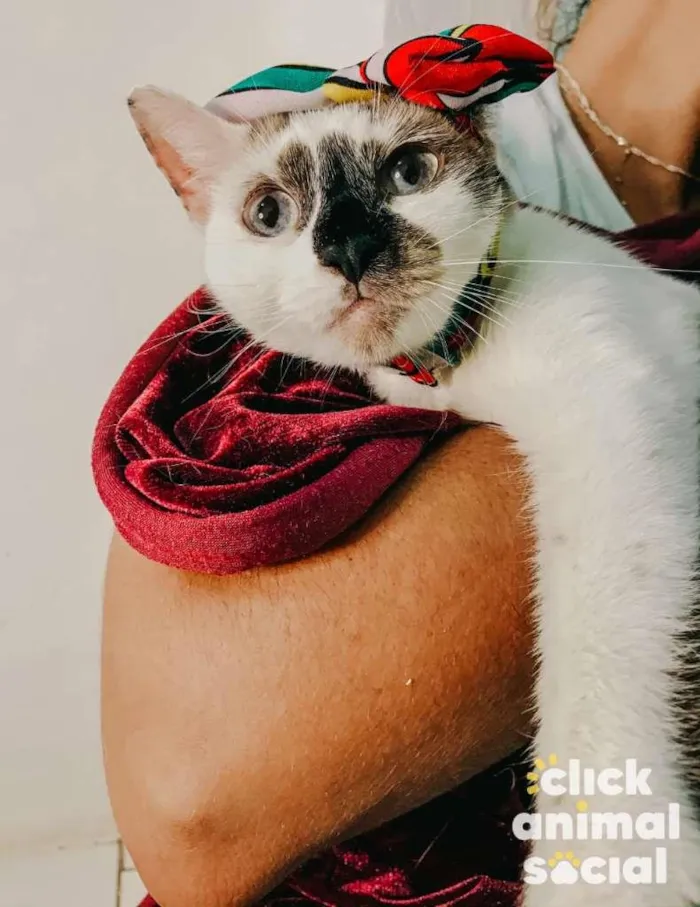 Gato ra a SRD-ViraLata idade 7 a 11 meses nome Paola