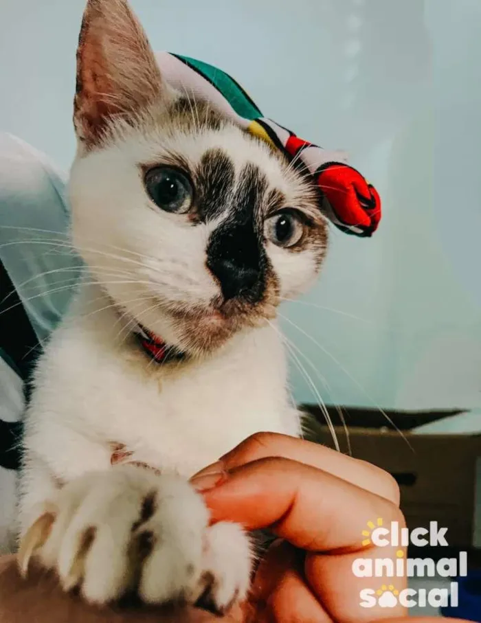 Gato ra a SRD-ViraLata idade 7 a 11 meses nome Paola