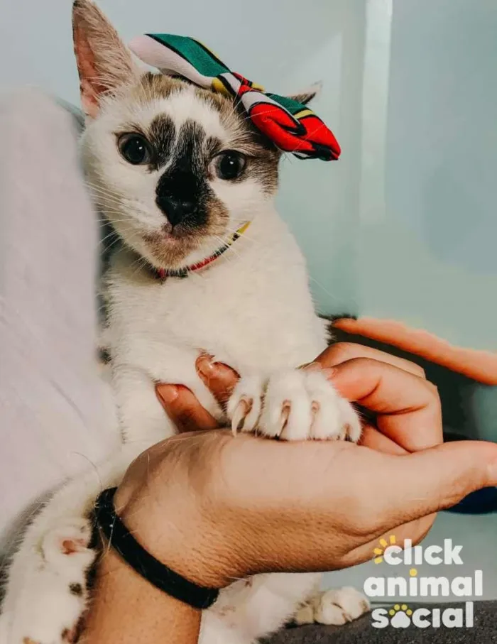Gato ra a SRD-ViraLata idade 7 a 11 meses nome Paola