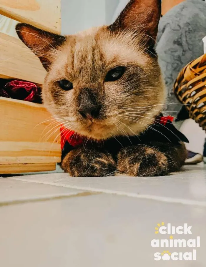 Gato ra a SRD-ViraLata idade 2 anos nome Harry