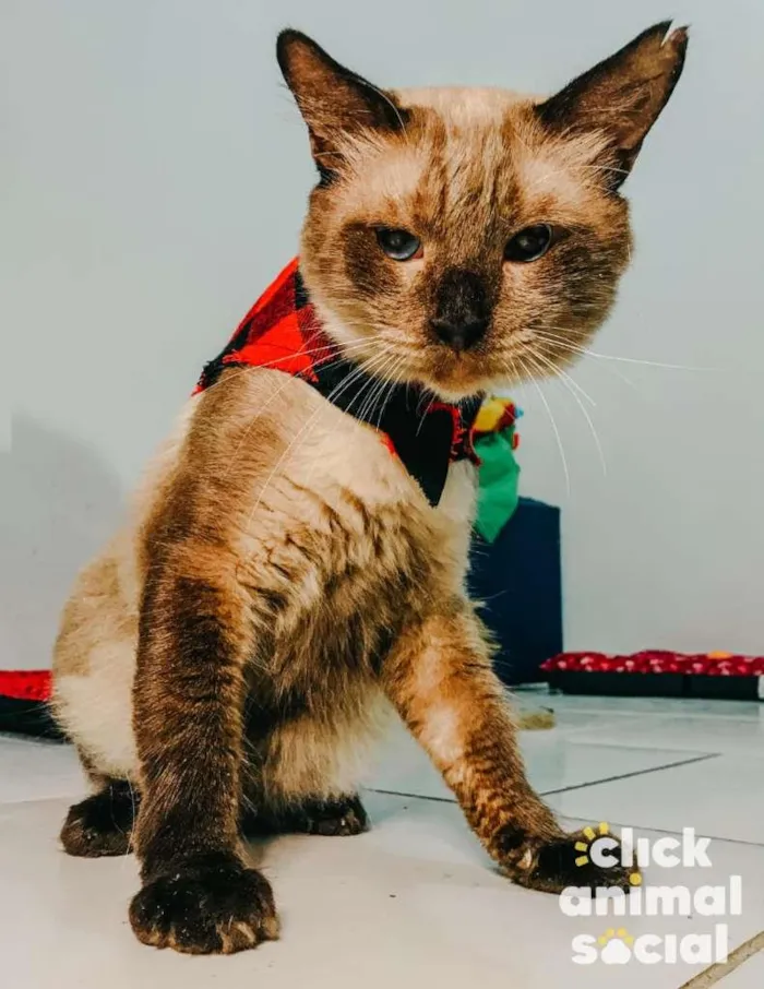 Gato ra a SRD-ViraLata idade 2 anos nome Harry