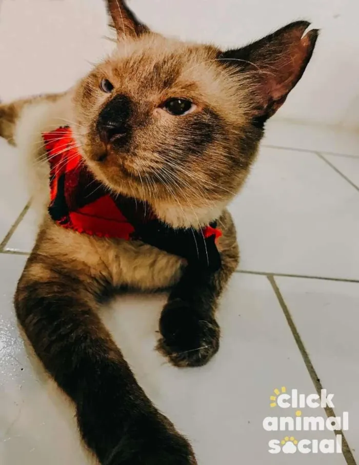 Gato ra a SRD-ViraLata idade 2 anos nome Harry