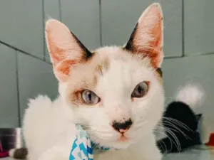 Gato raça SRD-ViraLata idade 2 a 6 meses nome Olaf