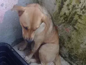 Cachorro raça  idade 2 anos nome Não sei 