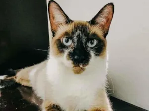 Gato raça SRD-ViraLata idade 7 a 11 meses nome PERLA