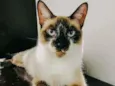 PERLA