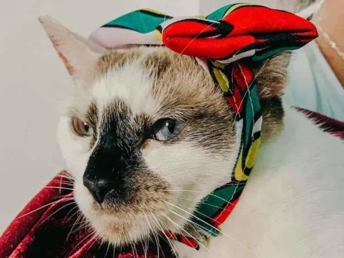 Gato ra a SRD-ViraLata idade 7 a 11 meses nome Paola