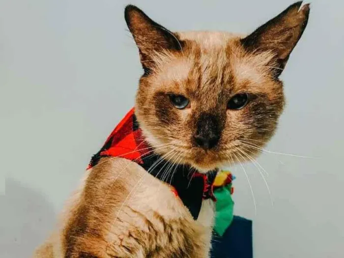 Gato ra a SRD-ViraLata idade 2 anos nome Harry