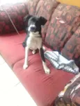 Cachorro raça SRD-ViraLata idade 2 a 6 meses nome BRUNO