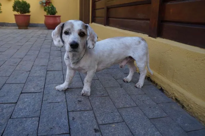 Cachorro ra a SRD-ViraLata idade 2 anos nome Pudim