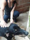 Cachorro raça Mestiço Basse idade 1 ano nome LUCKY