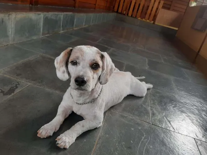 Cachorro ra a SRD-ViraLata idade 2 anos nome Pudim