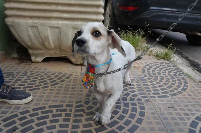 Cachorro ra a SRD-ViraLata idade 2 anos nome Pudim