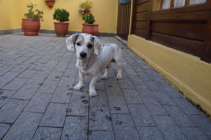 Cachorro ra a SRD-ViraLata idade 2 anos nome Pudim