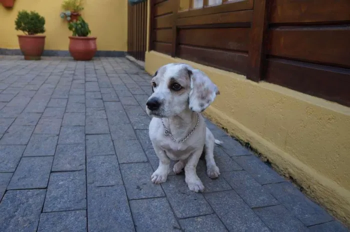 Cachorro ra a SRD-ViraLata idade 2 anos nome Pudim