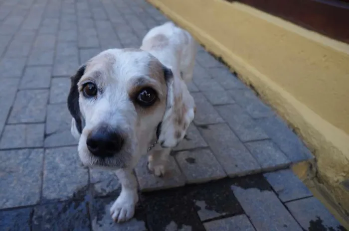 Cachorro ra a SRD-ViraLata idade 2 anos nome Pudim