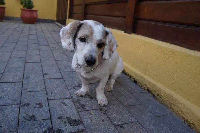Cachorro ra a SRD-ViraLata idade 2 anos nome Pudim