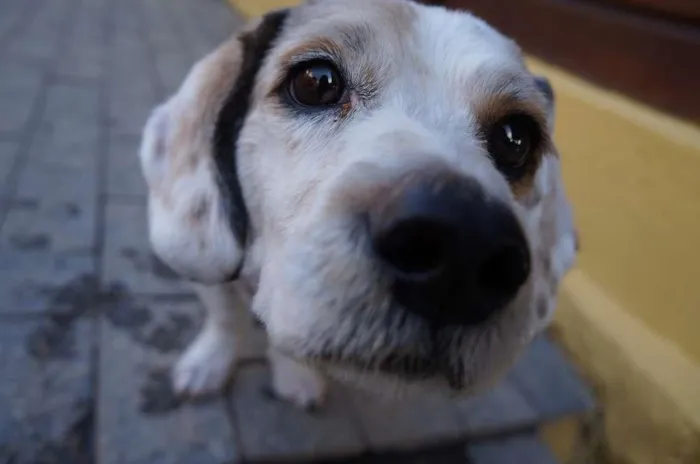 Cachorro ra a SRD-ViraLata idade 2 anos nome Pudim