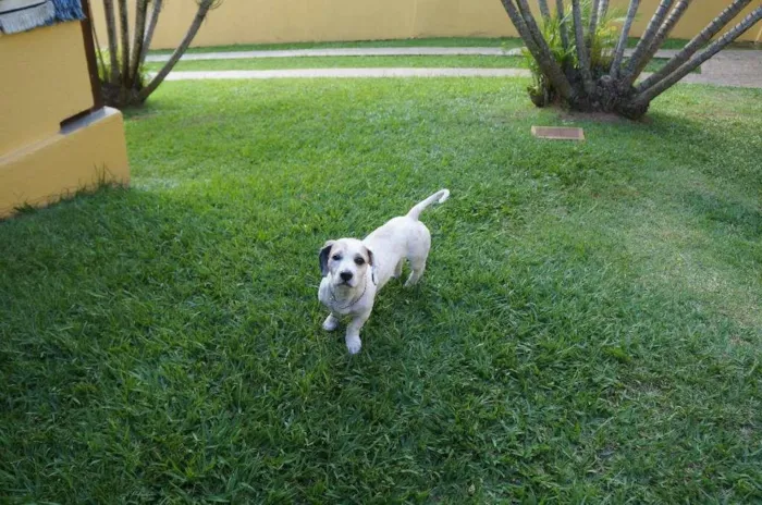 Cachorro ra a SRD-ViraLata idade 2 anos nome Pudim