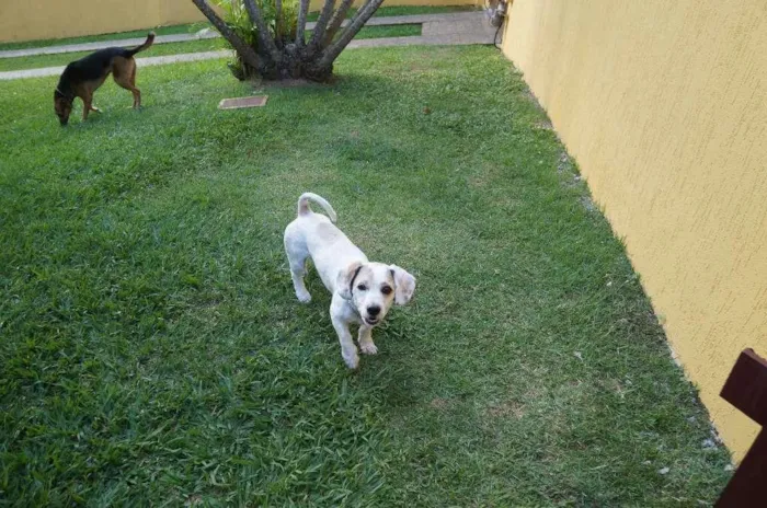 Cachorro ra a SRD-ViraLata idade 2 anos nome Pudim