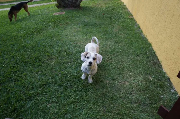 Cachorro ra a SRD-ViraLata idade 2 anos nome Pudim