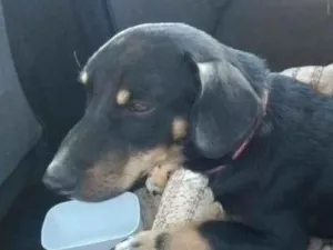 Cachorro raça Mestiço Basse idade 1 ano nome LUCKY