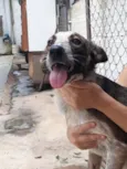 Cachorro raça SRD idade 1 ano nome POLLY