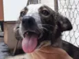 Cachorro raça SRD idade 1 ano nome POLLY