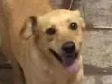 Cachorro raça SRD idade 2 anos nome ZEUS