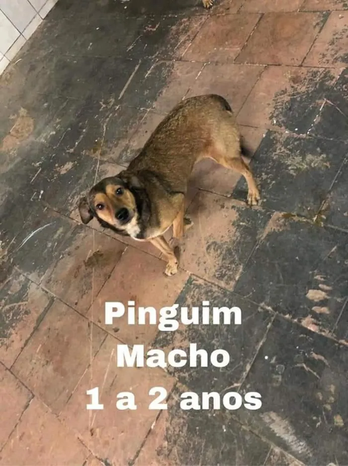 PINGUIM