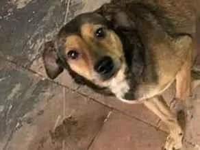 Cachorro raça SRD idade 1 ano nome PINGUIM