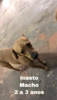 Cachorro raça SRD-ViraLata idade 2 anos nome INSETO