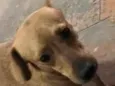 Cachorro raça SRD-ViraLata idade 2 anos nome INSETO