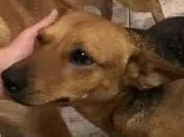 Cachorro raça SRD-ViraLata idade 1 ano nome EMILY