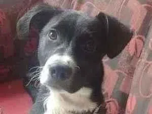 Cachorro raça SRD-ViraLata idade 2 a 6 meses nome BRUNO