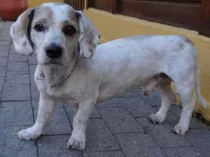 Cachorro raça SRD-ViraLata idade 2 anos nome Pudim
