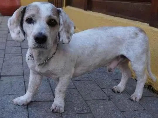 Cachorro ra a SRD-ViraLata idade 2 anos nome Pudim