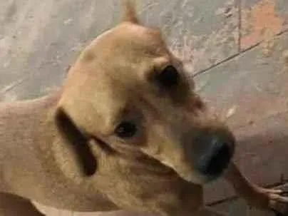 Cachorro raça SRD-ViraLata idade 2 anos nome INSETO
