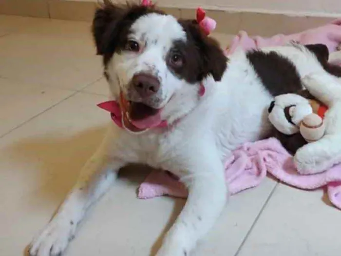 Cachorro raça SRD idade 7 a 11 meses nome Bela