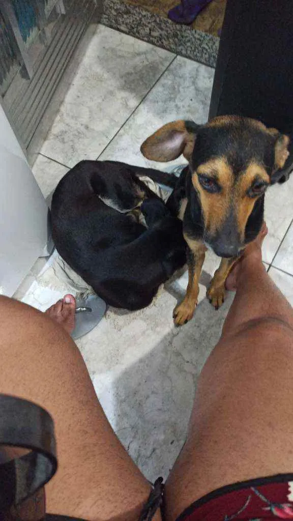 Cachorro raça Viralata idade 1 ano nome Mel/bolinha e pipoca