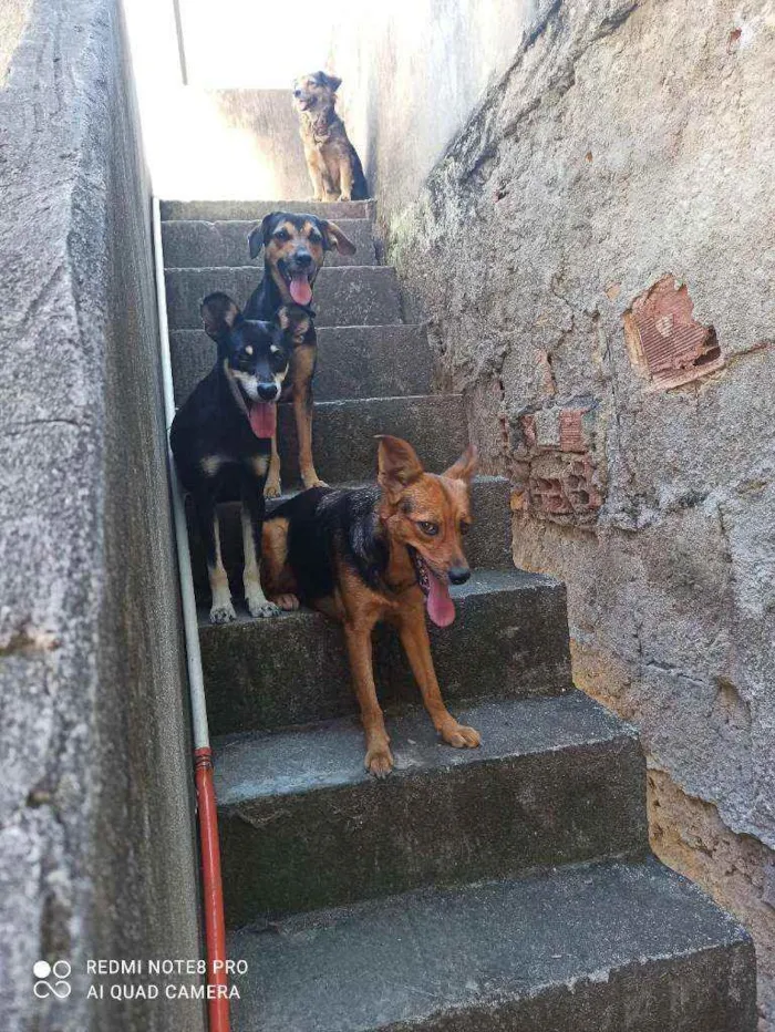 Cachorro raça Viralata idade 1 ano nome Mel/bolinha e pipoca