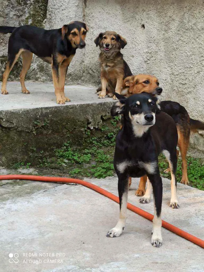 Cachorro raça Viralata idade 1 ano nome Mel/bolinha e pipoca
