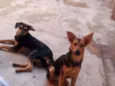Mel/bolinha e pipoca