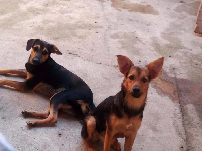 Cachorro raça Viralata idade 1 ano nome Mel/bolinha e pipoca