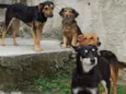 Mel/bolinha e pipoca