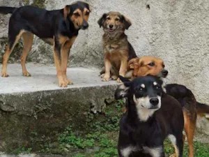 Cachorro raça Viralata idade 1 ano nome Mel/bolinha e pipoca