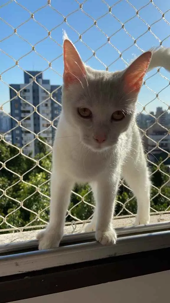 Gato ra a Sem raça definida  idade 7 a 11 meses nome Amora