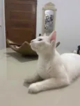 Amora