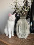 Amora