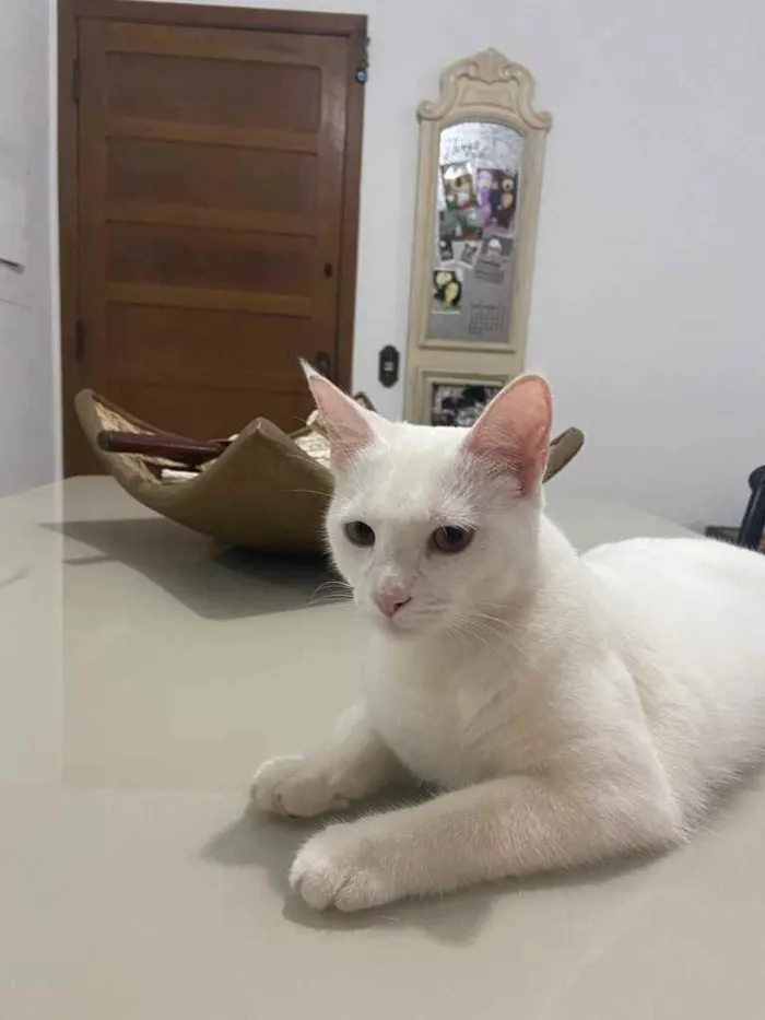 Gato ra a Sem raça definida  idade 7 a 11 meses nome Amora
